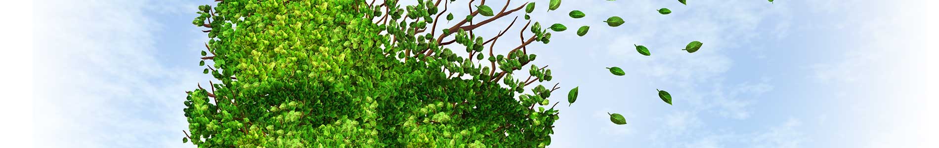 Drawing of head as tree out of green leaves with leaves blowing away representing memory loss and Alzheimer's and Dementia