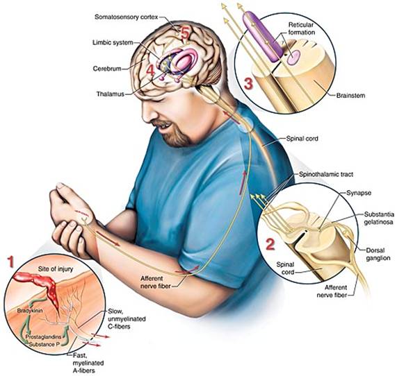 Pain pathways to the brain.