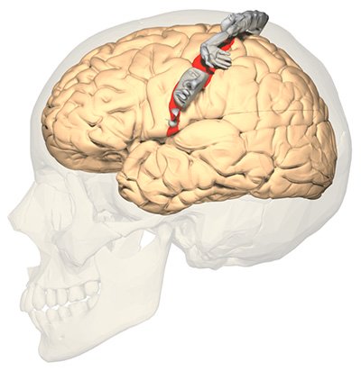 Somatosensory homunculus