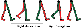 Illustration showing stance and swing phase of a gait cycle.